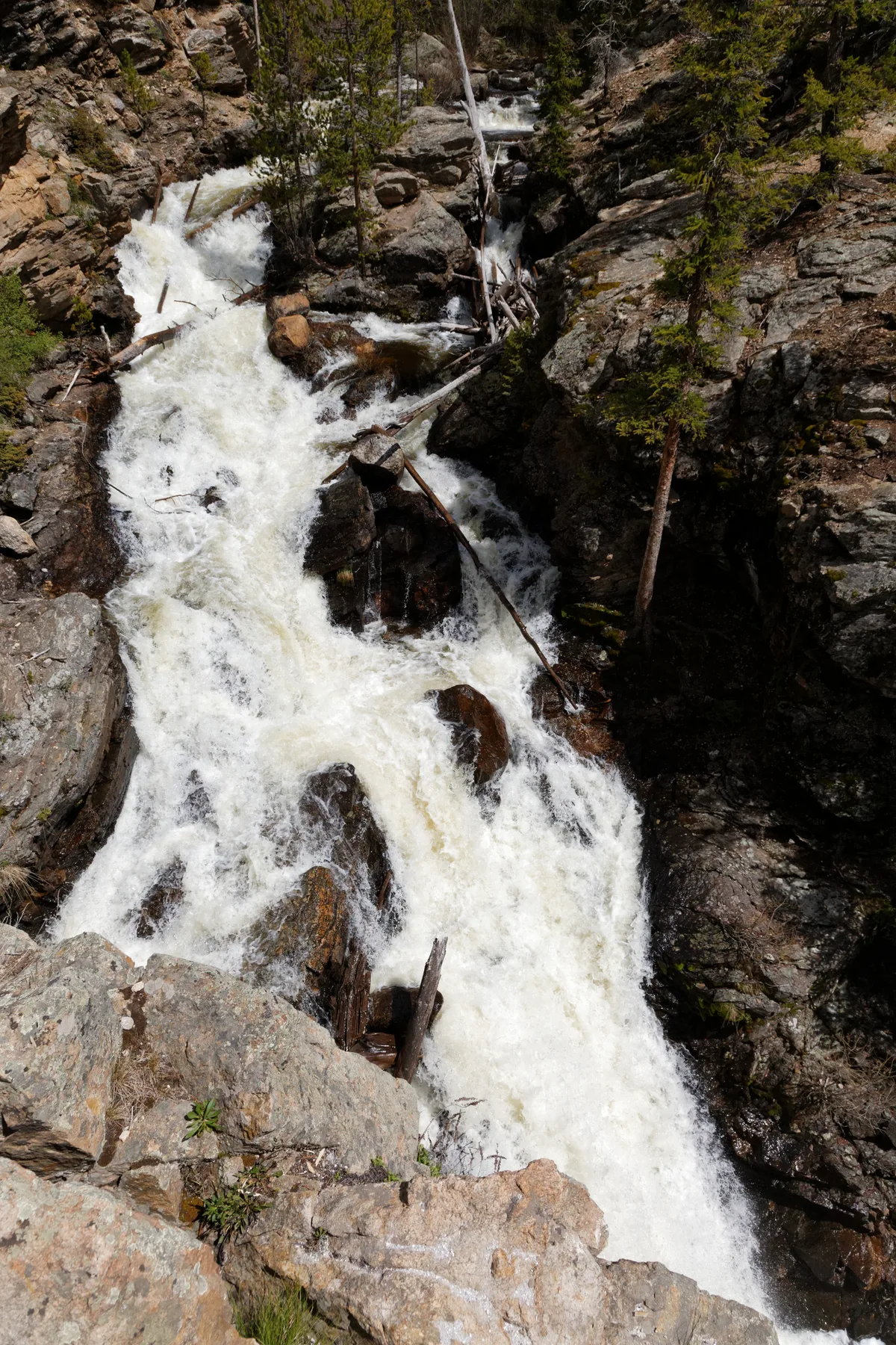 Whitewater surges down Adams Falls in a narrow rocky gorge, spilling over dark granite ledges and around fallen logs. Sparse evergreens cling to the canyon walls, with sunlit stone framing the rushing cascade.