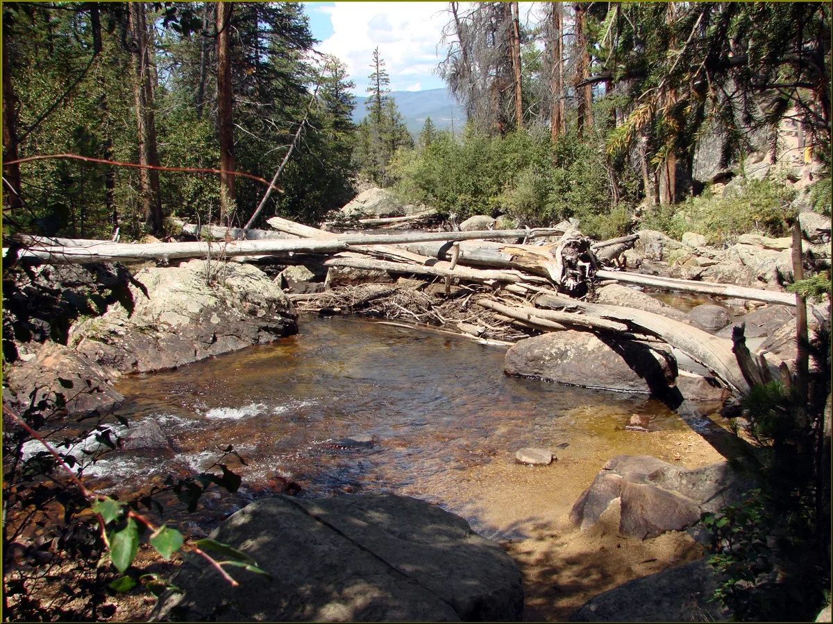 A shallow mountain creek pools in a rocky basin, crossed by several pale fallen logs, with pine trees and shrubs crowding the banks. Sunlight filters through the forest, and distant blue mountains rise beyond the canyon.