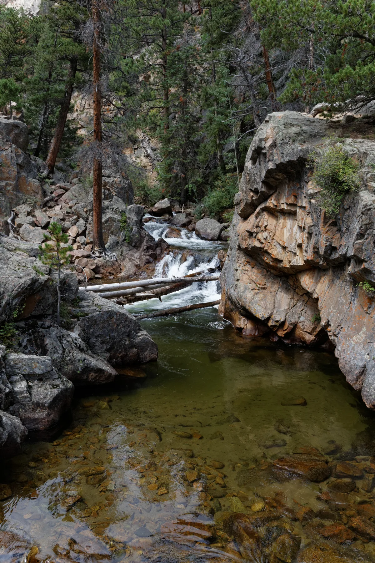 A clear mountain stream tumbles through a rocky forest gorge, with small cascades flowing past fallen logs into a green-tinted pool. Tall pines and weathered granite walls frame the creek, and the shallow water reveals pebbles on the bottom.