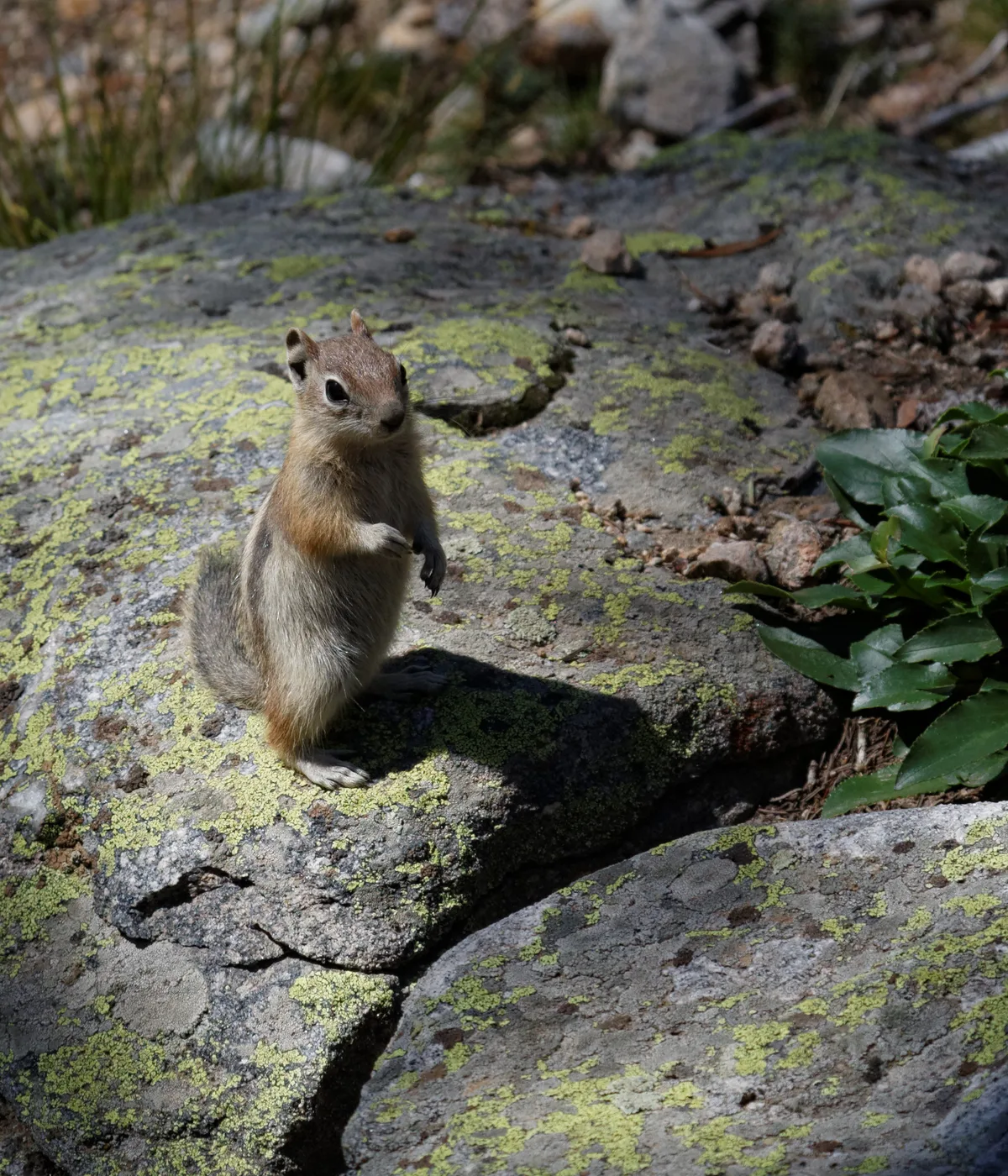 A small chipmunk stands upright on a lichen-covered rock, lit by soft natural light that brings out its gray-brown fur and striped back. Green leaves and scattered stones frame the scene, giving it a quiet alpine feel.
