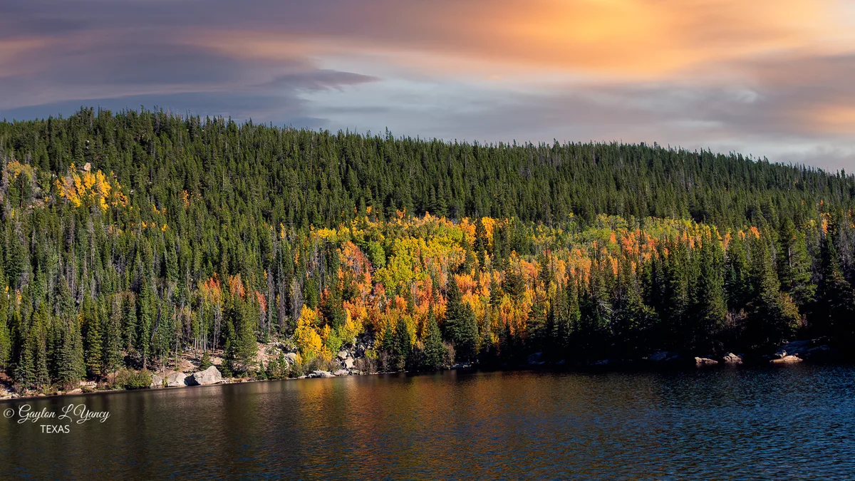 Bear Lake fills the foreground with dark, lightly rippled water, while a steep shoreline of dense evergreens and patches of bright yellow and orange autumn aspens rises behind it. Above the trees, soft golden-hour clouds glow pink and peach over the mountain basin.