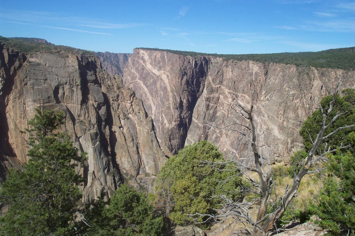 Sheer black-and-tan canyon walls fill the frame beneath a clear blue sky, with pine trees and a weathered dead tree in the foreground at the overlook. The wide view emphasizes the deep, steep gorge and the layered rock faces catching bright sunlight.