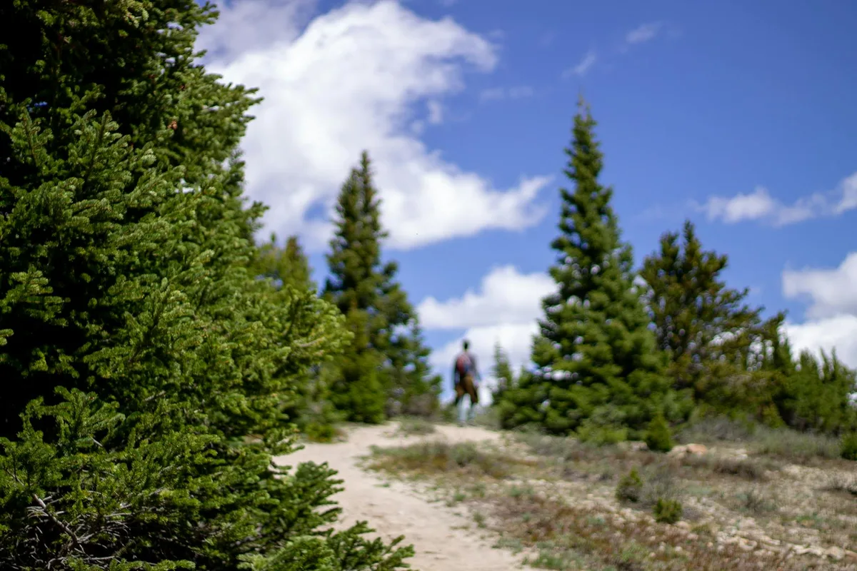 A sandy trail curves uphill through dense spruce-fir trees and alpine shrubs under a bright blue morning sky with scattered white clouds. A lone hiker stands near the ridge, framed by the evergreens and open tundra.