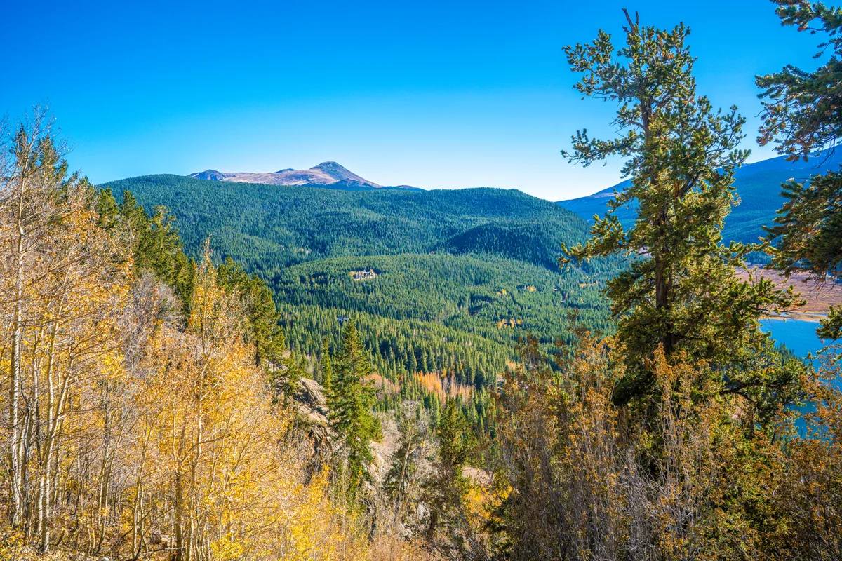 Golden aspen and bristlecone pines frame a broad mountain view, with sunlit autumn color in the foreground and dark green ridges stretching toward a rocky summit under a clear blue sky. A sliver of bright blue water appears at the lower right, adding contrast to the forested valley.