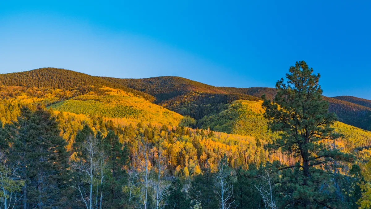 Golden-hour light washes over rolling mountain slopes covered in bright yellow aspen groves and darker evergreen patches beneath a clear blue sky. Tall pines and a few bare trunks frame the foreground, emphasizing the layered fall colors across Boreas Pass.