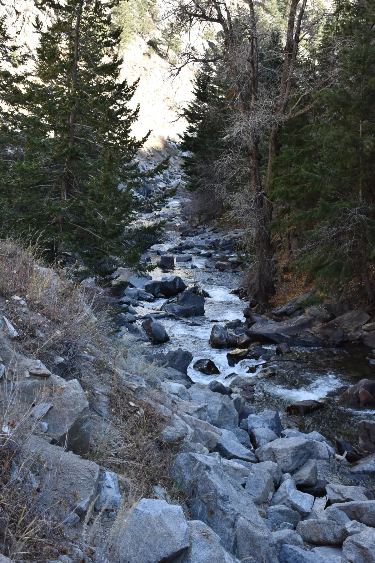 A narrow mountain stream runs through a rocky canyon, with clear water threading between gray boulders and dark evergreen trees on both sides. Bright morning light washes the upper cliff face in the distance, while the foreground stays in cool shadow.