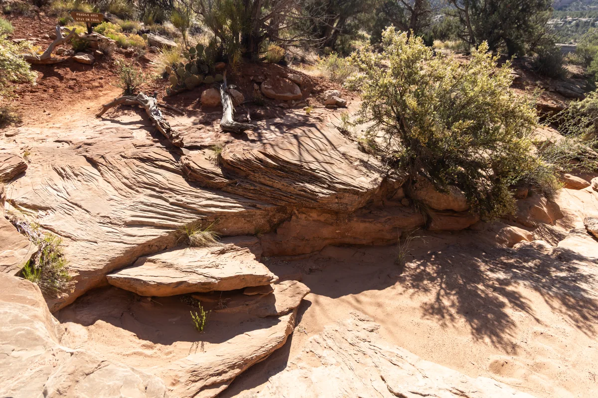 Sunlit sandstone ledges and a shallow wash fill the foreground, with layered rock textures, desert shrubs, and a weathered driftwood log catching warm golden light. A small sign at the upper left reminds visitors to stay on the trail in this quiet, rugged canyon landscape.