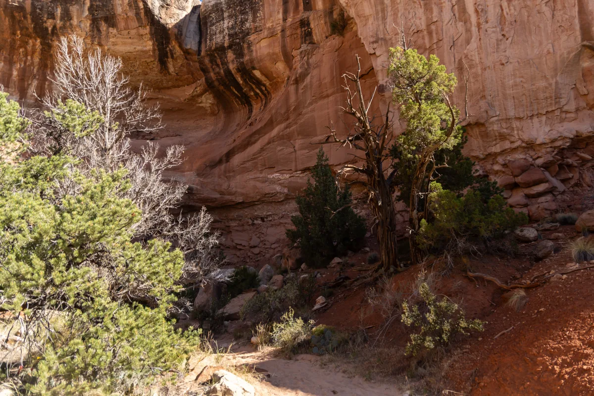 Sunlit sandstone canyon walls rise above a narrow sandy path, with juniper and scrubby trees clustered in the shade below. The warm golden light brings out the layered rock textures and the quiet, secluded feel of the desert wash.
