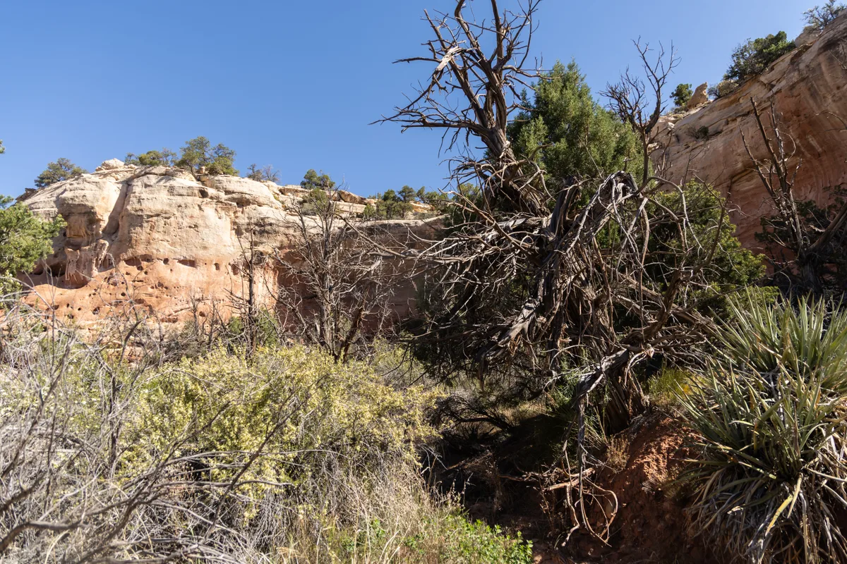 Sunlit sandstone cliffs rise above a dry desert wash, with dense sagebrush and yucca in the foreground and a weathered dead tree tangled at center. The clear blue sky and warm rock tones give the canyon a bright, quiet feel.