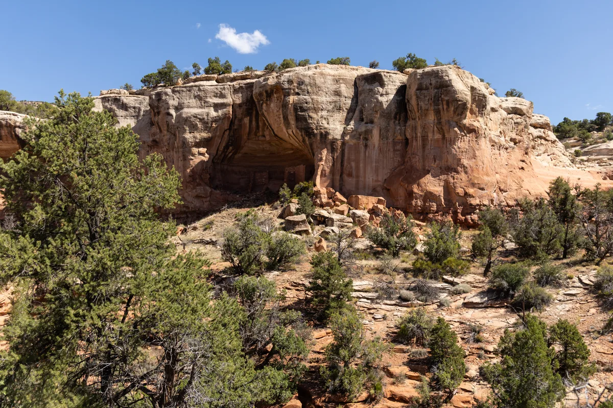 Sunlit sandstone cliff dwellings sit tucked into a shallow alcove, with pale red and tan rock walls rising above scattered boulders and desert shrubs. Juniper trees and sagebrush fill the foreground under a clear blue sky, giving the scene a quiet, open feel.