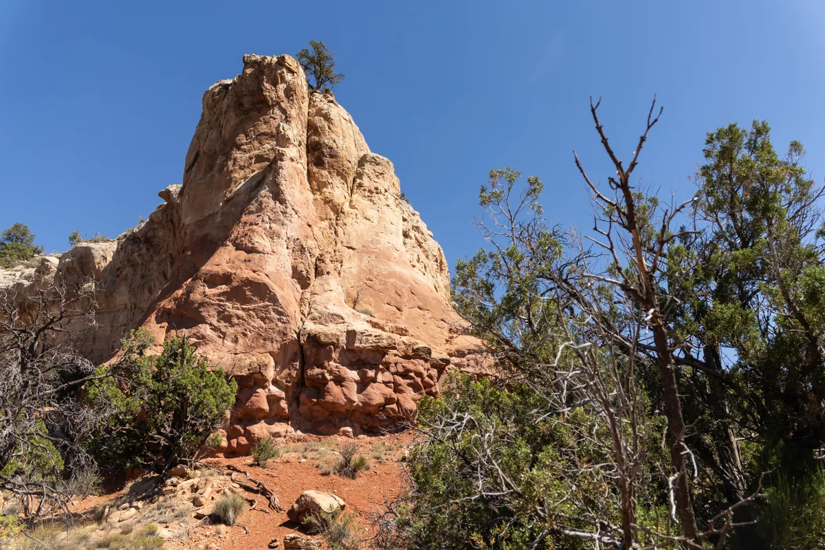 A sunlit sandstone monolith rises above a red-dirt canyon floor, framed by juniper and scrub against a clear blue sky. The rock face shows layered, weathered textures and a few hardy trees clinging to the top and edges.