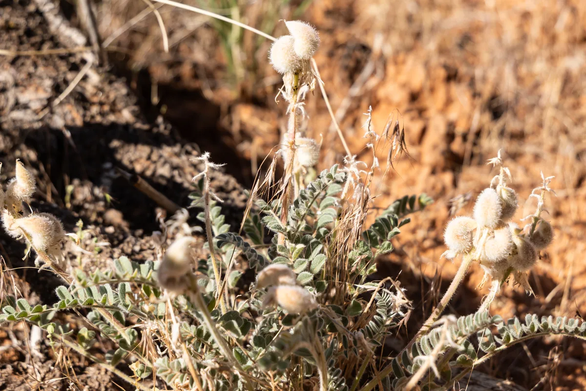A close-up of a small desert plant with fuzzy white seed heads and silvery-green leaves growing out of dry, rocky soil. Warm golden light highlights the textures of the stems and the blurred sandstone-toned ground behind it.