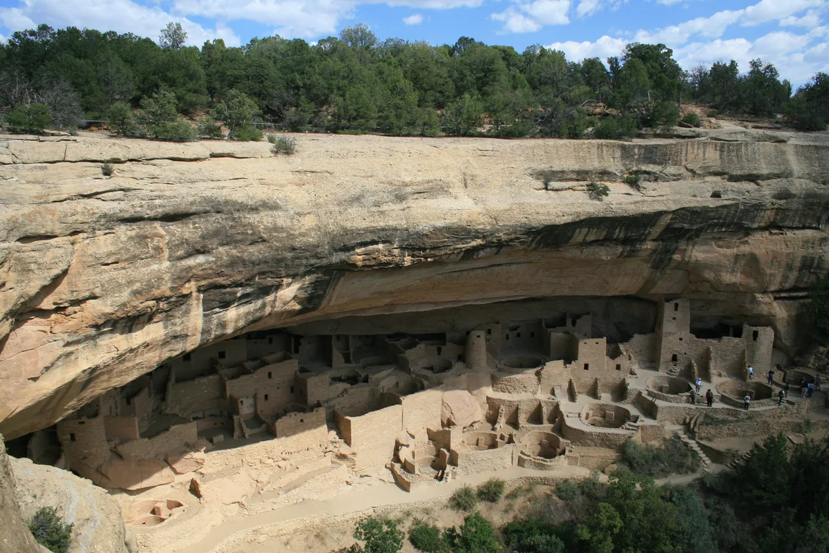 Wide view of Cliff Palace tucked beneath a massive tan sandstone overhang, with clustered cliff dwellings, round kivas, and tall rectangular walls packed into the alcove. Afternoon light washes the ruins and canyon rim, where green trees and a blue sky frame the site.