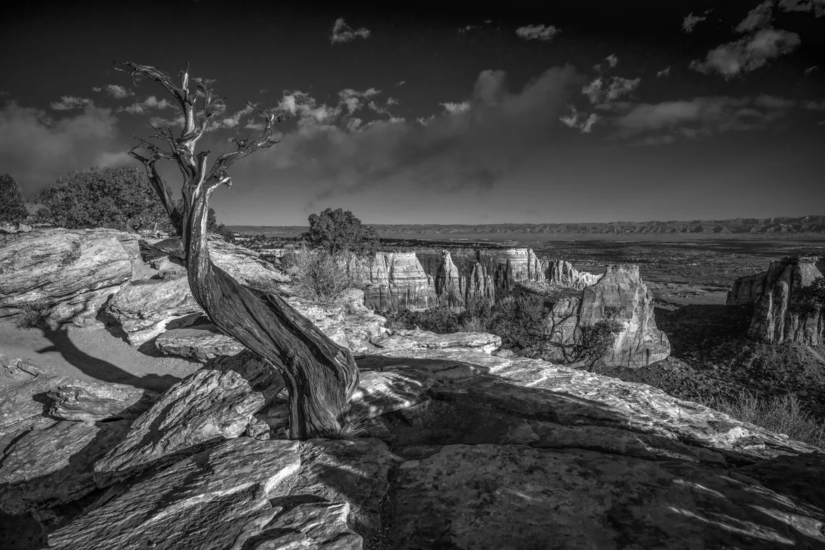 A gnarled dead tree stands on a rocky canyon rim overlooking layered sandstone cliffs and a tall monolith rising from the valley below. The wide view stretches across the desert landscape under a dramatic sky with scattered clouds.
