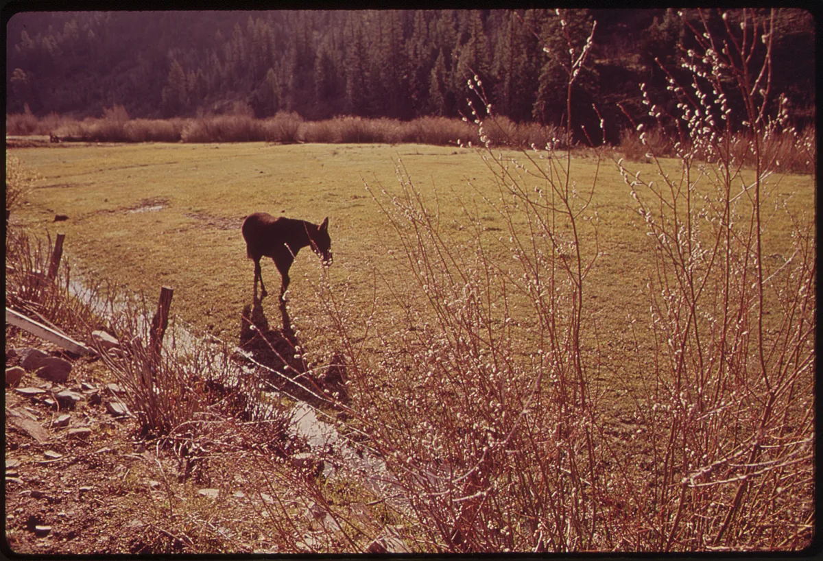 A lone mule stands in a sunlit meadow beside a narrow ditch, with dry grasses and leafless twigs in the foreground and dark evergreen woods beyond. Warm golden-hour light gives the scene a soft, late-autumn glow.
