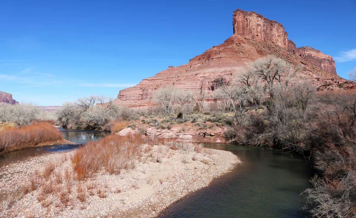 The Dolores River curves around a gravel bar lined with rust-colored grasses and leafless cottonwoods, with red sandstone cliffs rising steeply behind it. Clear water and bright blue sky give the canyon a crisp, open feel.