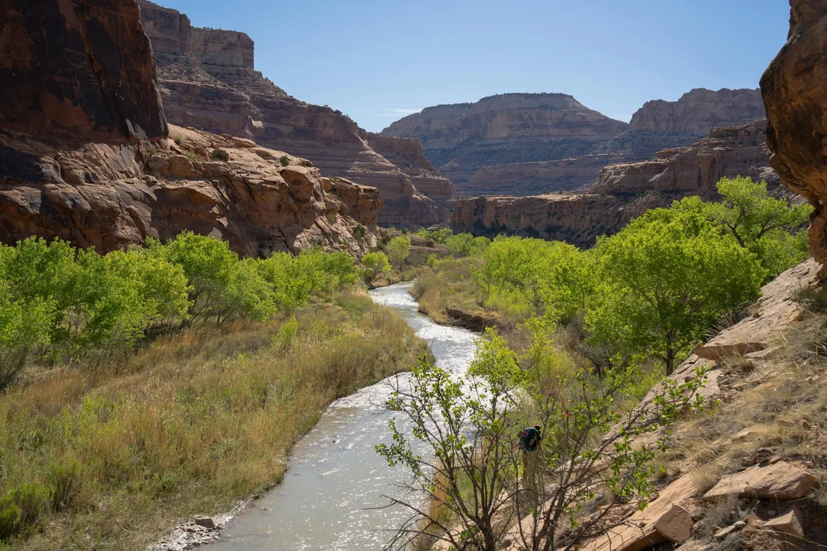 A winding river glints through the canyon, bordered by dense green cottonwoods and tall grasses beneath layered red sandstone cliffs. Sunlit rock walls frame the scene under a clear blue sky, with the river curving into the distance.