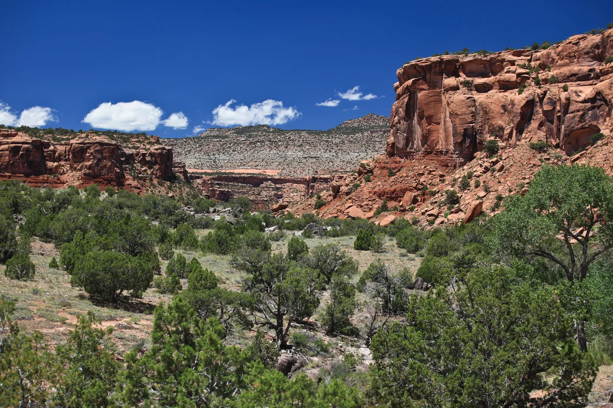 Wide view of Big Dominguez Canyon under a deep blue sky, with towering red sandstone cliffs on both sides and a broad, brushy green valley below. Bright midday light sharpens the layered canyon walls and the pale rocky mesa in the distance.