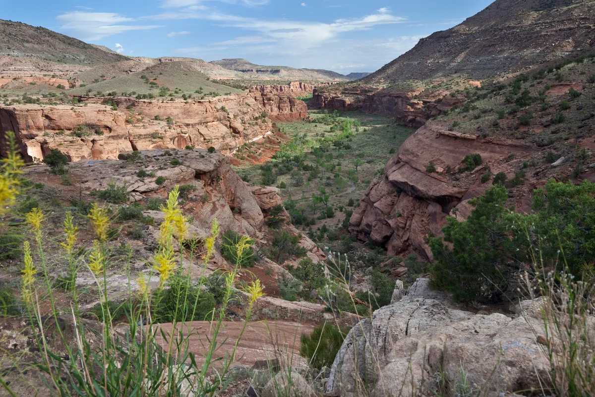 Wide view over a remote red sandstone canyon with steep cliffs, a green creek-bottom corridor, and scrubby slopes under a bright blue sky. Yellow wildflowers and pale rocks in the foreground frame the layered canyon walls stretching into the distance.