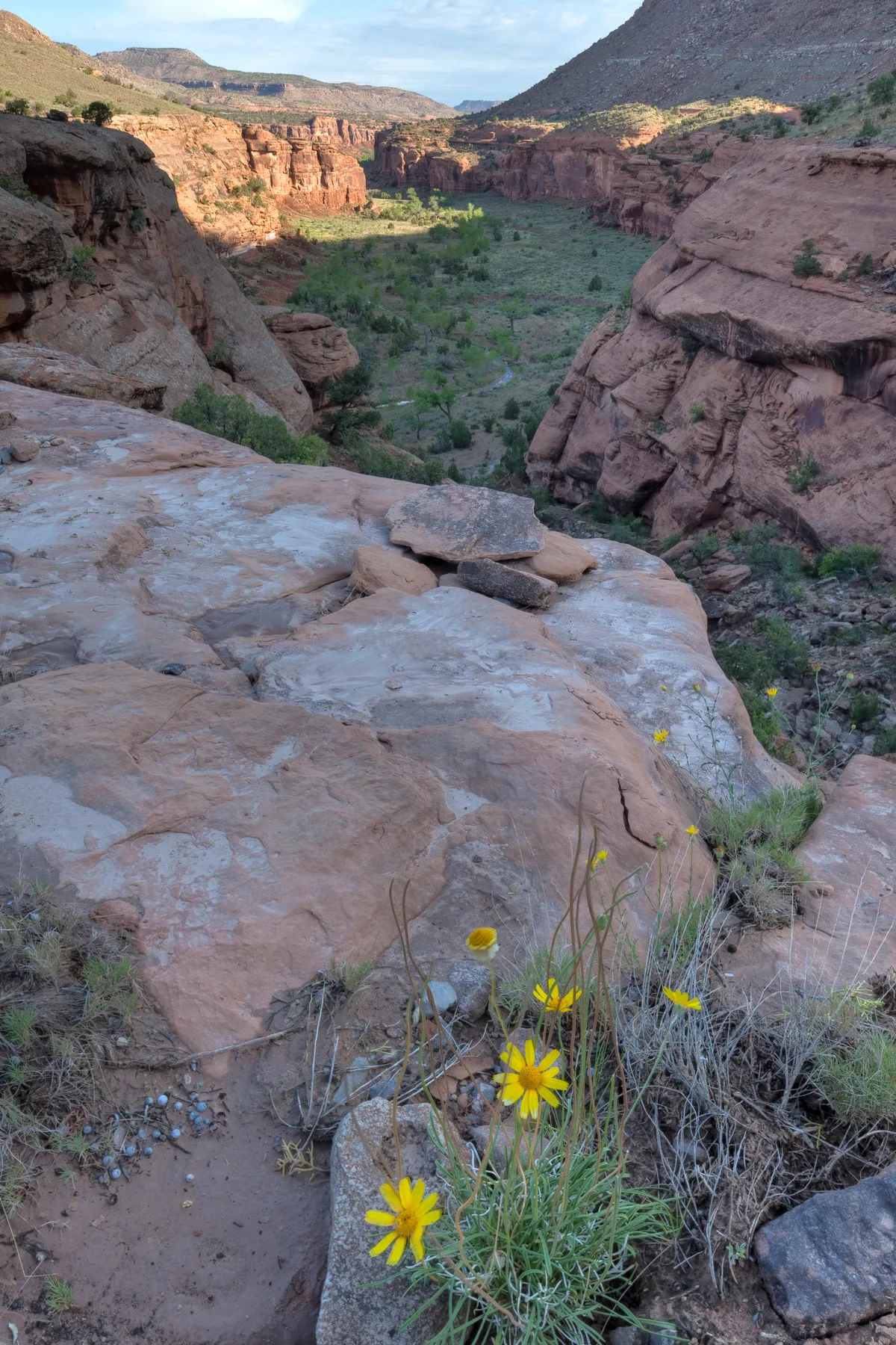 Looking down into a broad red sandstone canyon, the view shows layered cliffs, a green creek-bottom corridor, and soft morning light touching the far wall. Yellow wildflowers and pale rock ledges fill the foreground, adding detail to the rugged desert scene.