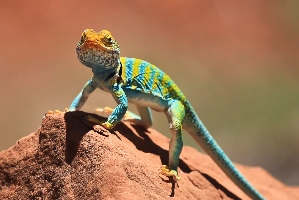 A colorful lizard perches on a sunlit red sandstone rock, its blue-green body and orange head sharply lit against a soft, blurred canyon background. The tight composition highlights the rough rock texture and the reptile’s alert stance.