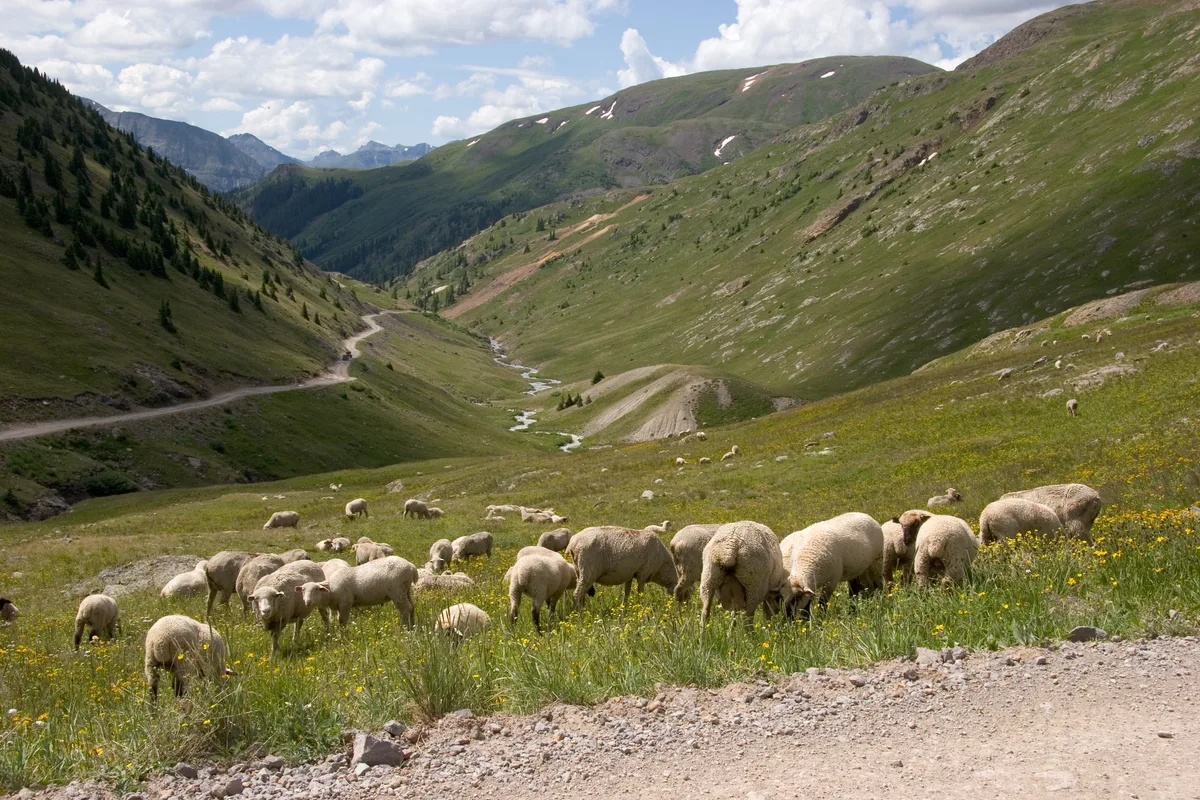 Sheep graze on a green alpine slope beside a rough dirt road, with a winding mountain valley dropping away into the distance. Sunlit hills, scattered snow patches, and distant jagged peaks fill the bright summer landscape.