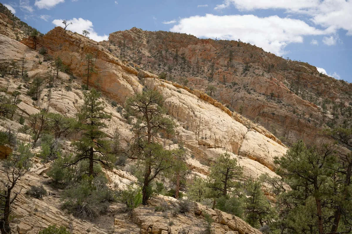 Layered red and tan sandstone cliffs rise above a steep, rocky canyon dotted with sparse pine trees and scrub. Soft daylight and a patch of blue sky with white clouds highlight the rugged textures and pale rock bands.