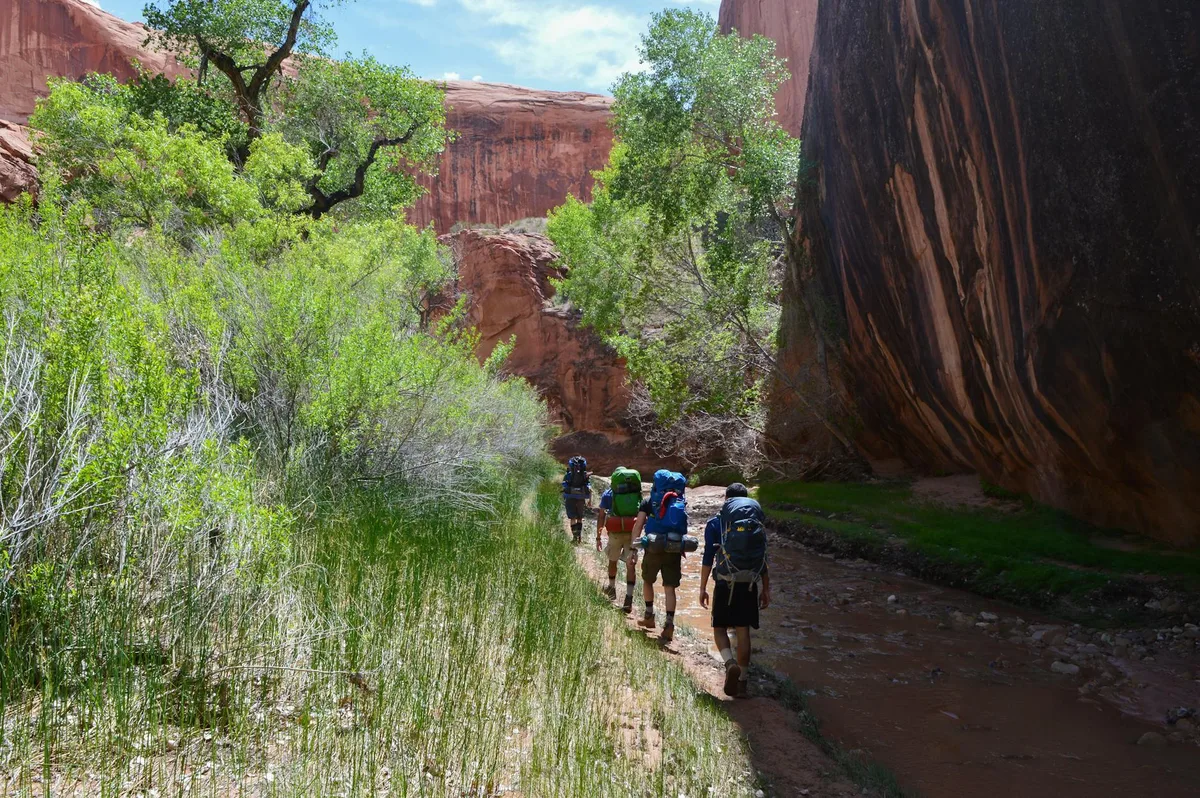 Hikers with large backpacks follow a muddy creek bed through a narrow red sandstone canyon, with sunlit green trees and grasses lining the left side and a towering dark rock wall on the right. The scene feels lush and sheltered, with warm light picking out the layered cliffs above.