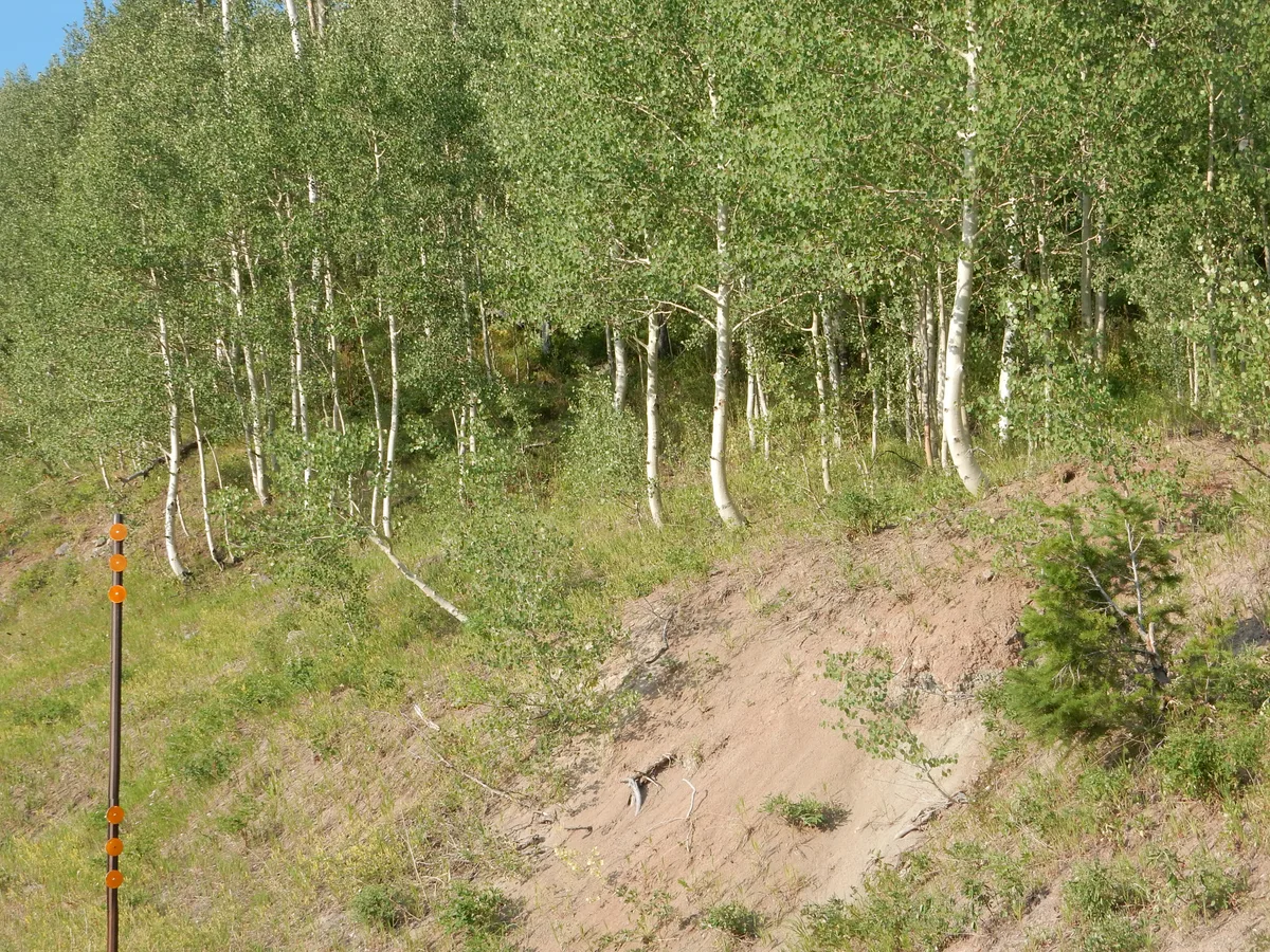 A sunlit hillside of dense aspen trees fills the frame, with white trunks and green leaves covering the slope. In the foreground, a sandy cut bank and a slim roadside marker add a rugged Grand Mesa Scenic Byway feel.