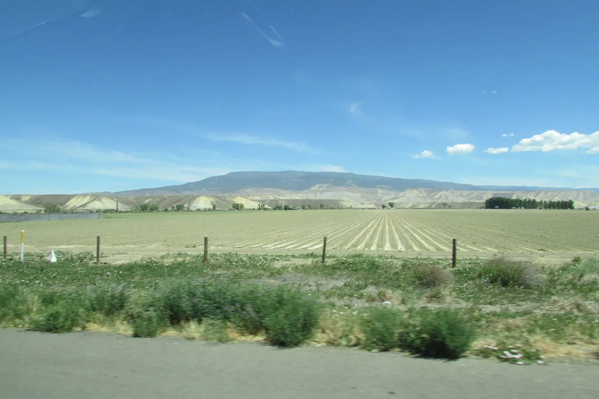 Wide view across a pale, freshly planted field with neat rows stretching toward low tan hills and a flat-topped mesa in the distance. Bright blue sky with a few wispy clouds hangs over the open landscape, with roadside brush and fence posts in the foreground.