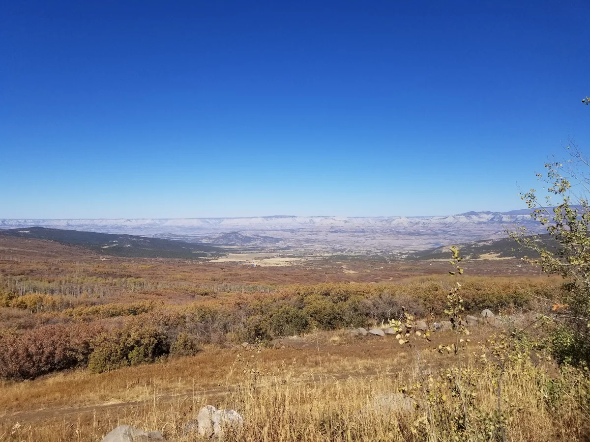 A sweeping view from Grand Mesa overlooks a broad, high-elevation plateau of golden autumn brush and scattered aspen, with the valley stretching to snow-dusted mesas and ridges on the horizon. The scene is lit by clear, bright daylight under a deep blue sky, with a few saplings and rocks framing the foreground.