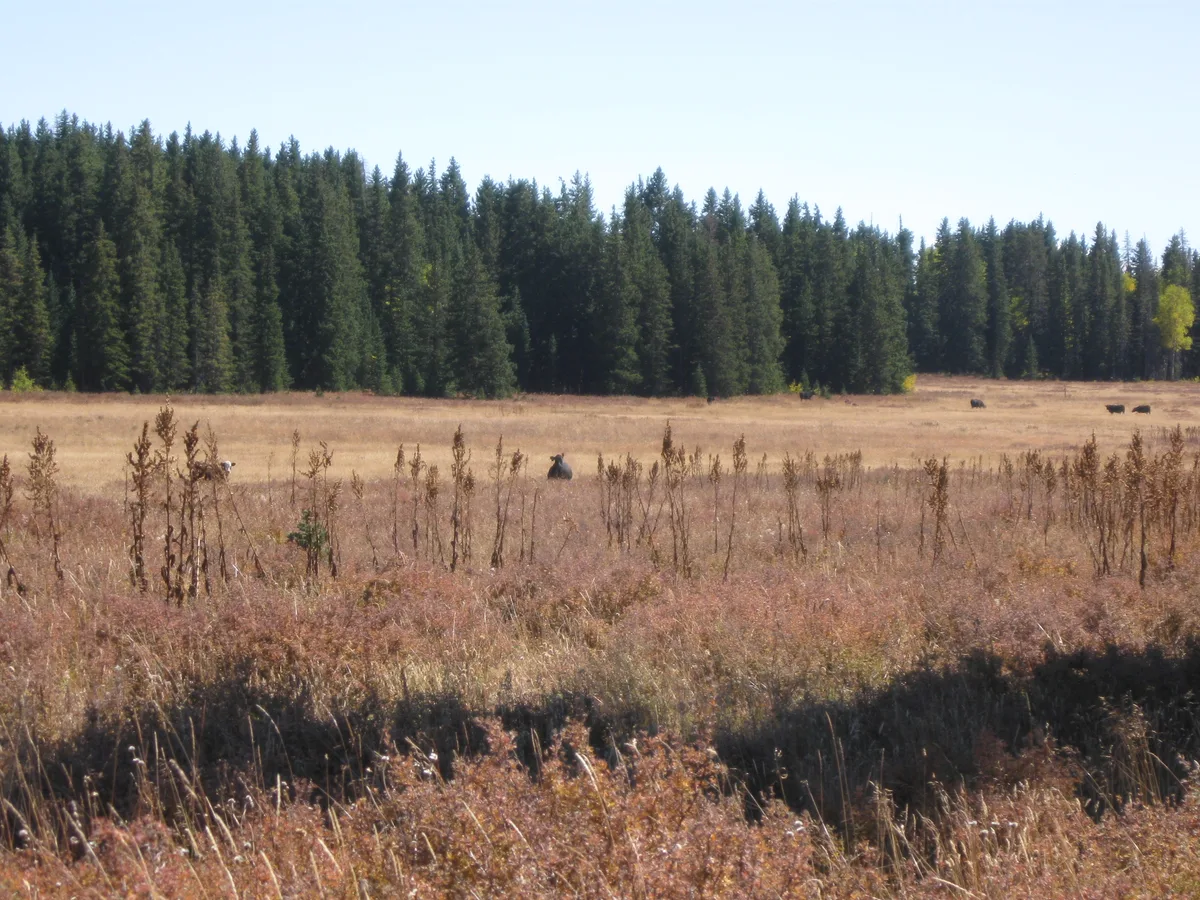 Golden meadowland stretches across the foreground, dotted with a few grazing cattle, while a dense wall of dark evergreen forest lines the horizon. The scene is lit by soft daylight, with a bright pale sky and a hint of autumn color in the grass and shrubs.