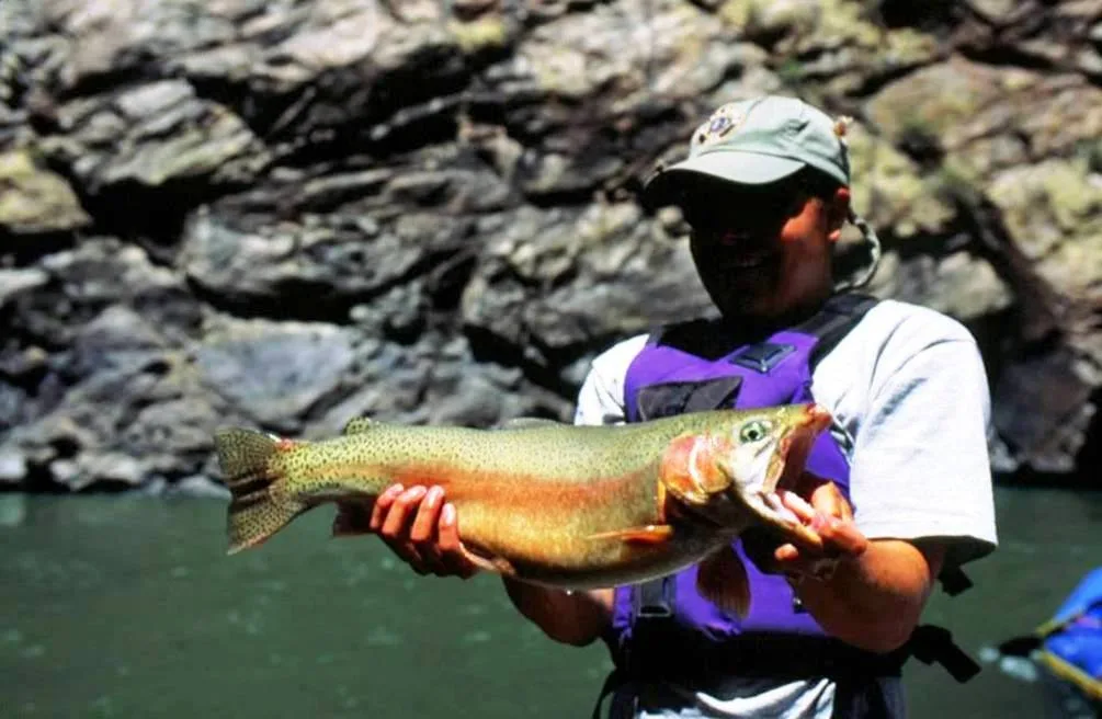 A person in a cap and purple life vest holds up a large trout over the green Gunnison River, with dark canyon rock walls rising sharply behind. Bright midday light catches the fish’s gold and orange body against the shadowed gorge.