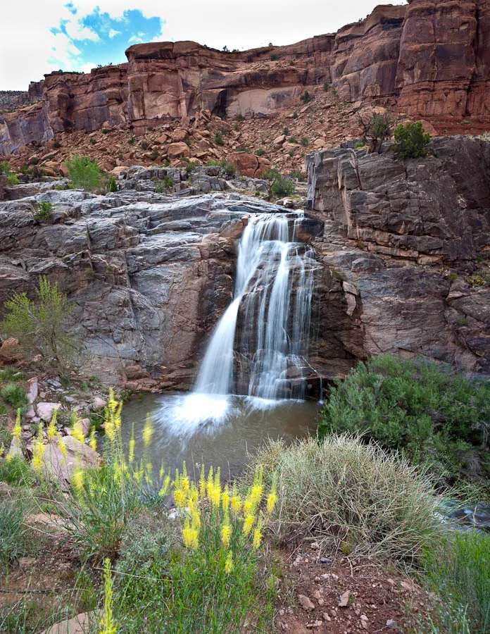 A small waterfall spills over dark canyon rock into a quiet pool, framed by bright yellow wildflowers and desert shrubs in the foreground. Layered red-brown cliffs rise behind the falls under a pale morning sky.