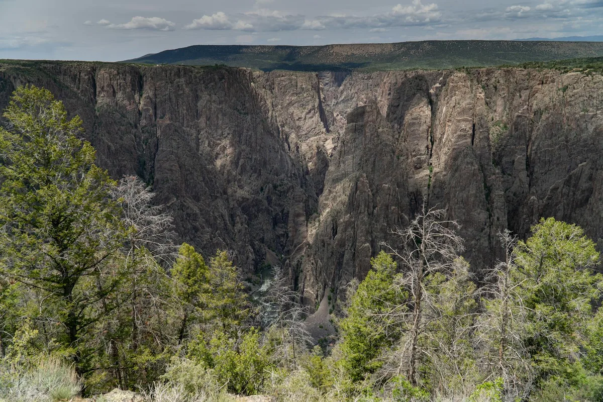 Morning light washes over sheer dark canyon walls, with green pines and a few pale dead trees in the foreground framing the deep Gunnison Gorge below. A flat rim and cloud-dotted sky stretch across the top, emphasizing the remote, steep drop into the wilderness.