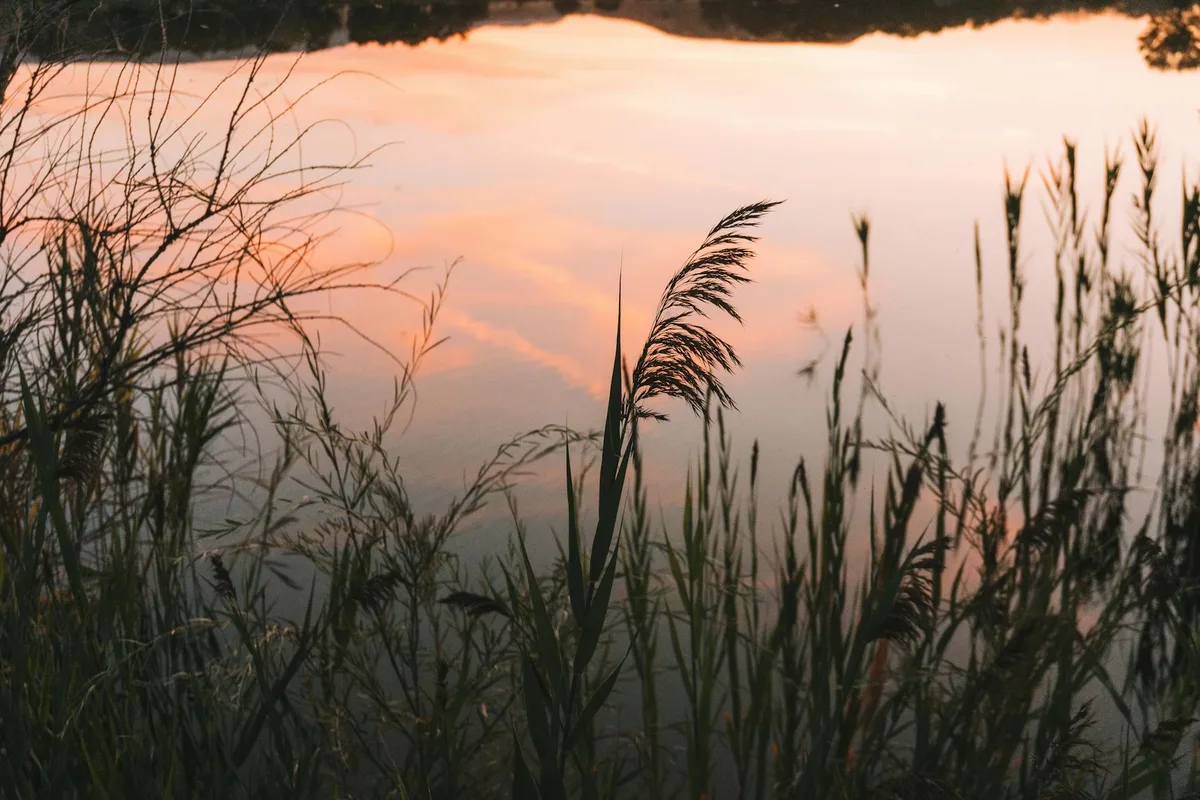 Golden-hour light glows pink and orange across still water, with the dark silhouettes of shoreline reeds in the foreground. The calm lake surface reflects the warm sky in a soft, mirrorlike gradient.