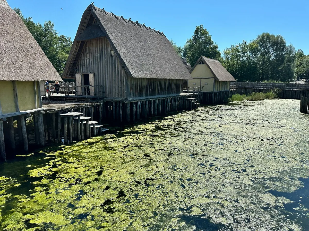Weathered log cabins with steep thatched roofs line the edge of a green, algae-covered pond, with wooden stilts and walkways giving the historic site a rustic, stilt-house feel. Bright midday light and a clear blue sky highlight the aged wood, pale cabin walls, and still water.