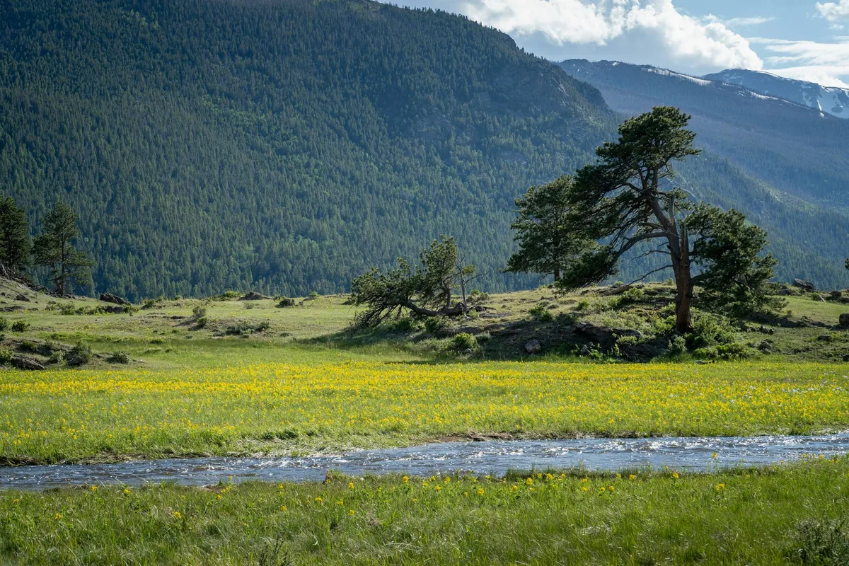 A broad green meadow with yellow wildflowers stretches across the foreground, crossed by a shallow stream and dotted with wind-shaped pines. Forested mountain slopes rise behind it under a partly cloudy sky, with snow lingering on the distant ridges.
