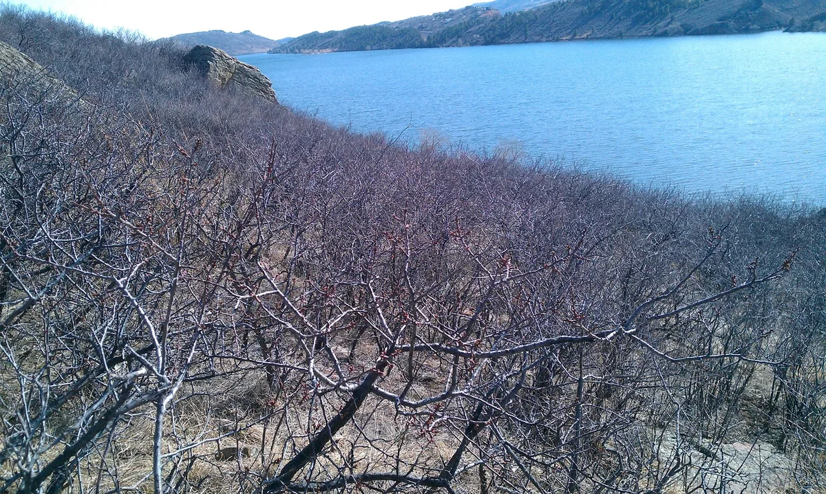 Leafless shrubs and tangled branches fill the foreground on a steep hillside above Horsetooth Reservoir, with bright blue water stretching toward the dark foothills beyond. The scene is crisp and sunlit, with the lake reflecting the clear sky in cool golden-hour light.