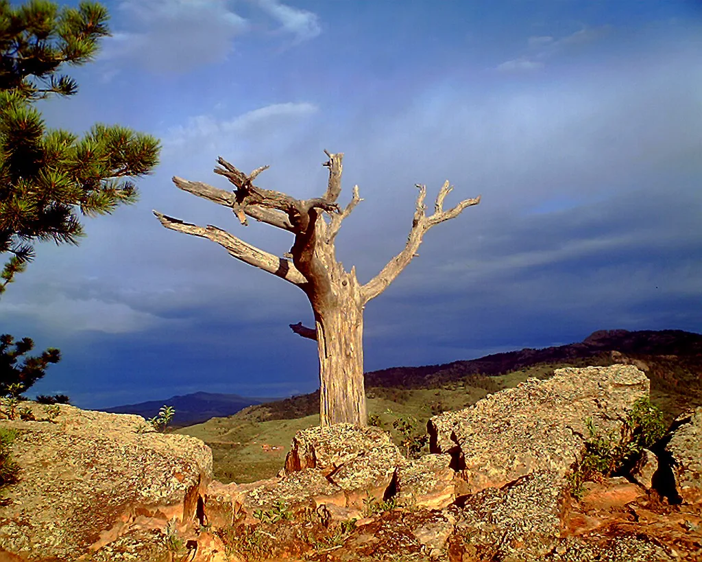 A weathered dead tree stands on a rocky outcrop above the reservoir, with dark foothills stretching across the horizon under a deep blue, cloud-filled sky. Golden light warms the rocks and the tree trunk, creating a dramatic contrast with the cool-toned evening sky.