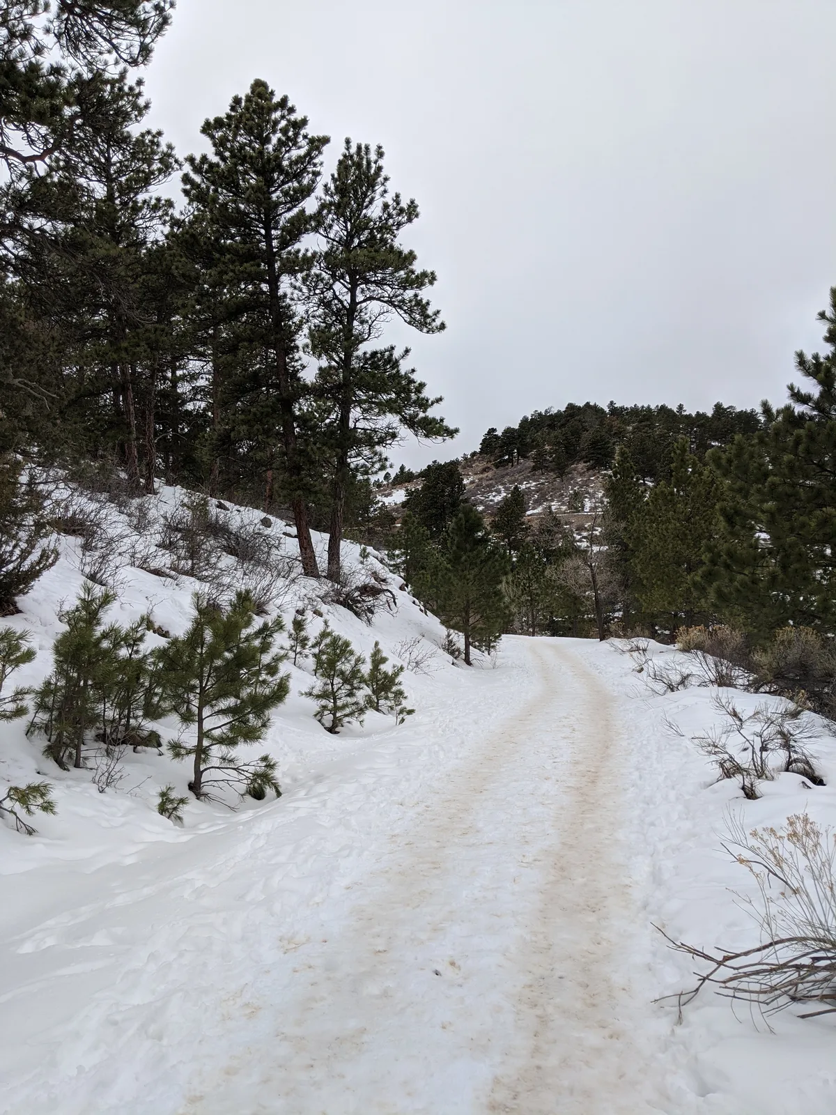 A snow-packed hiking trail winds uphill through pine trees and brush, with dark green evergreens contrasting against the white drifts. Low, rocky foothills rise in the background beneath a pale overcast sky.