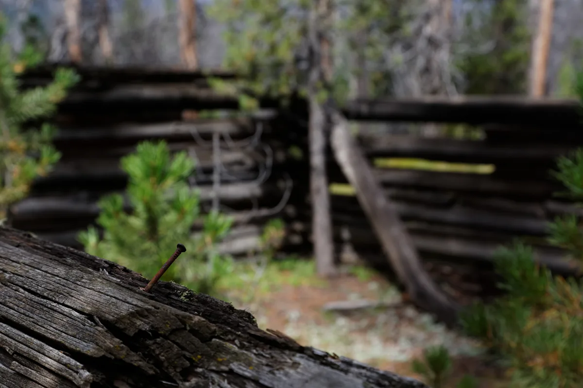 Close-up of a rusty nail jutting from a weathered log in the foreground, with a soft-focus backdrop of stacked, dark timber and a few green saplings. The shallow depth of field gives the scene a quiet, rustic feel with muted natural light.