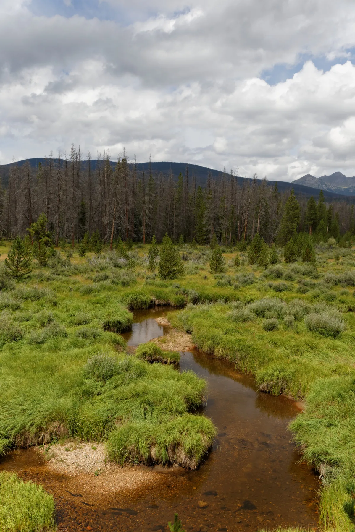 A narrow brown stream winds through bright green marshy meadows and low willow clumps in Kawuneeche Valley, with scattered evergreens and a dark mountain ridge beyond. Heavy clouds fill the sky, softening the light over the wide, open landscape.