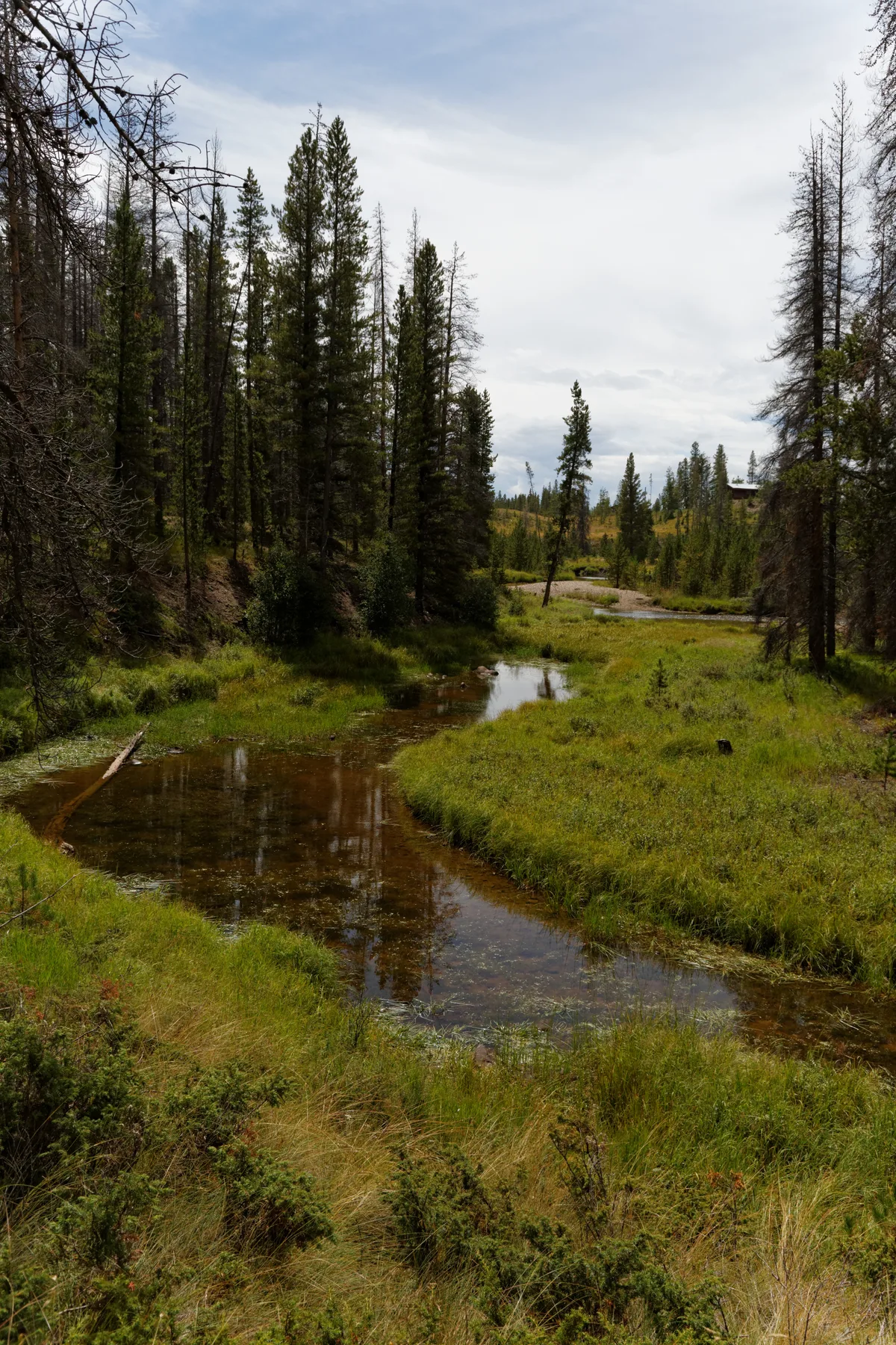 A narrow, brown-green river meanders through a bright wet meadow lined with tall conifers and scattered dead snags, with the water reflecting the pale sky. The valley opens to low, grassy hills in the distance under soft, overcast light.