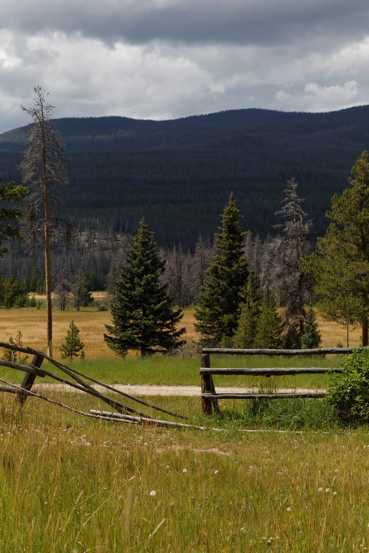 Golden grass and wet meadow stretch across Kawuneeche Valley in the foreground, with a broken rustic fence and scattered evergreens leading toward dark forested ridges. Heavy gray clouds hang over the mountains, giving the scene a muted, moody light.