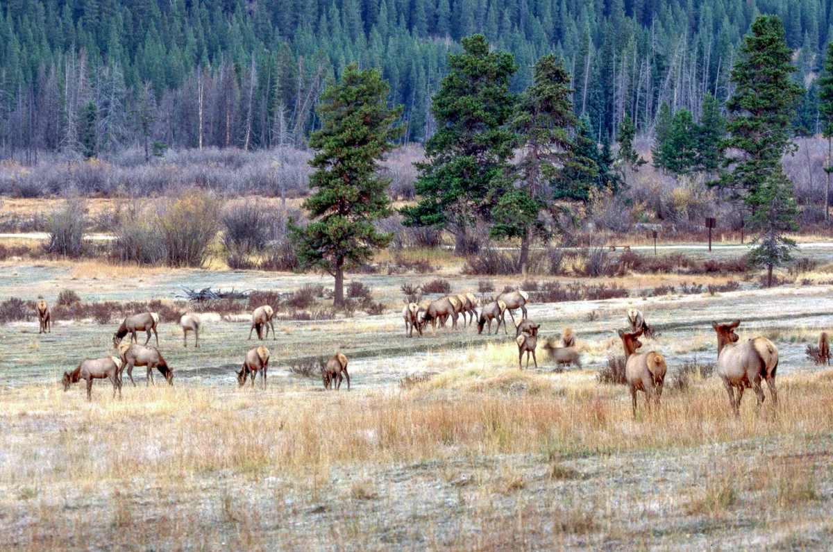 A herd of elk grazes across a frosty meadow in Kawuneeche Valley, with pale grass, low willow thickets, and a few scattered evergreens in the foreground. Dark forested hills rise behind the open valley, giving the scene a cool early-morning feel.