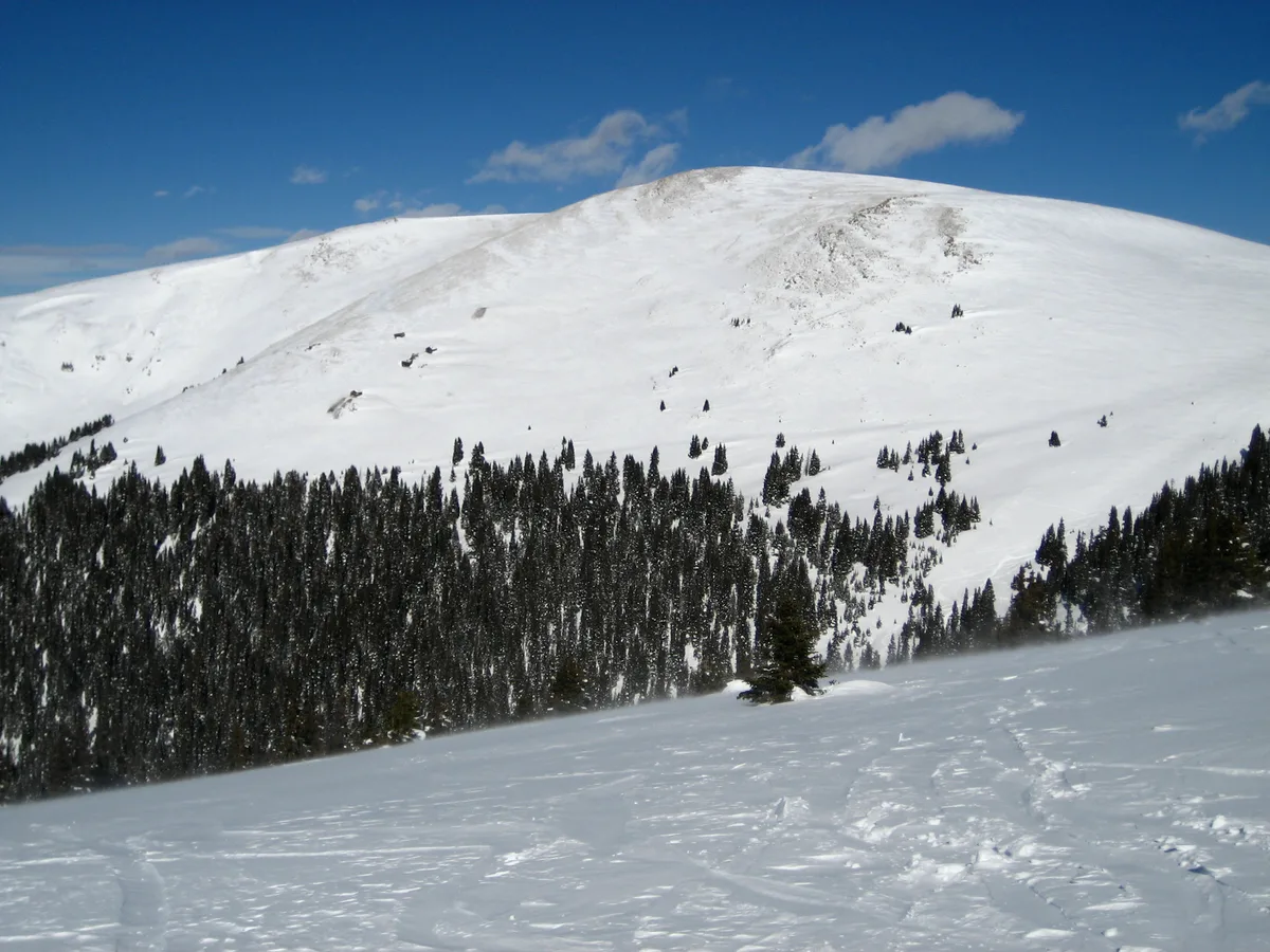 Snow-covered mountain slopes rise above a dark band of evergreen trees, with a single tree standing in the foreground on the open white ridge. The scene is bright and crisp under a deep blue sky, with wind-sculpted snow and faint tracks visible across the slope.