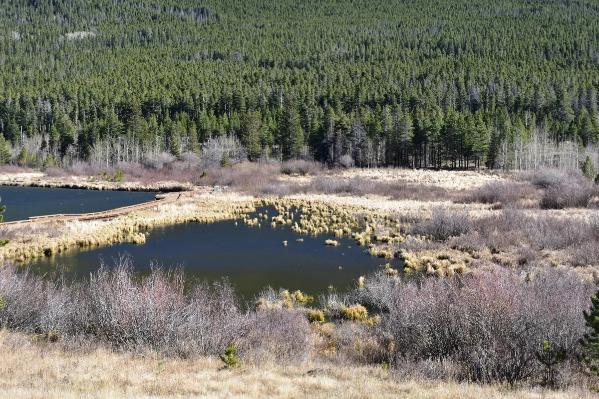 A high-altitude marshy section of Lily Lake fills the foreground, with dark water edged by pale grasses and low shrubs. A wooden boardwalk curves in from the left, while a dense evergreen hillside rises steeply in the background.