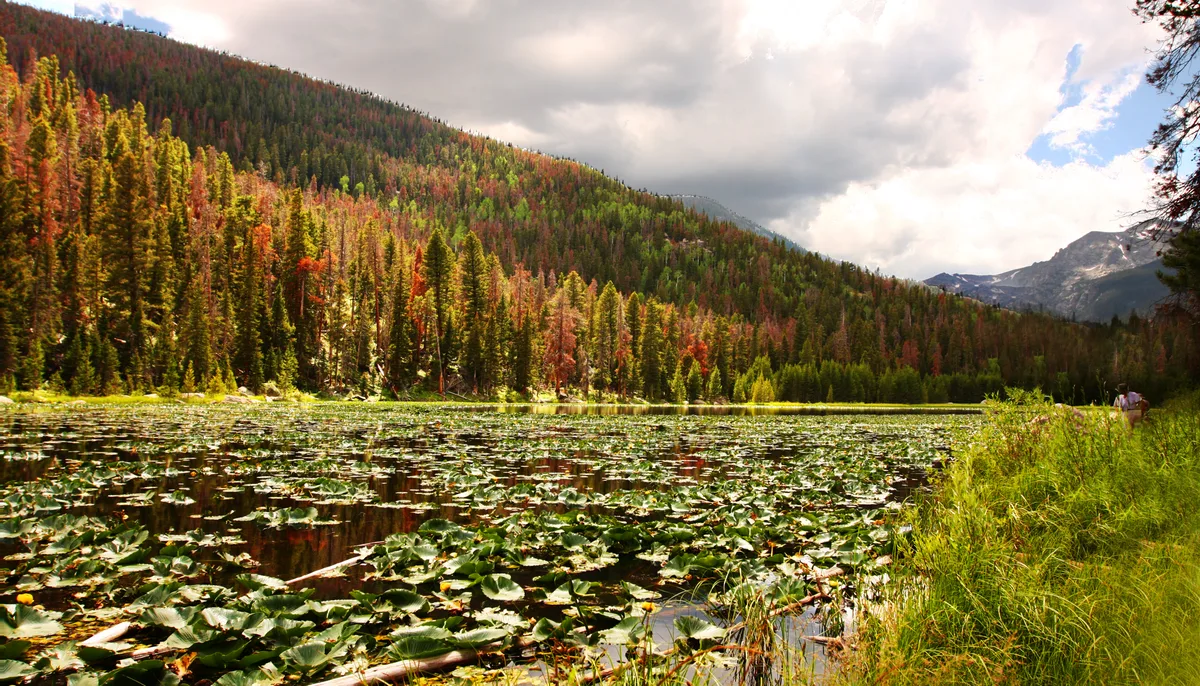 Lily pads cover much of the calm lake in the foreground, with their glossy leaves reflecting the bright sky and clouds. Across the water, a steep mountainside is lined with dense evergreens turning red and gold in the light, with a rocky peak and patches of snow in the distance.
