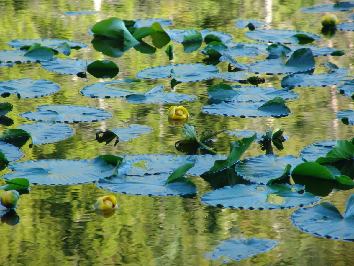 Close-up of lily pads and small yellow water lily blooms floating on the lake, with soft golden-green reflections rippling across the water. The composition is dense and patterned, emphasizing the calm surface and summer vegetation.